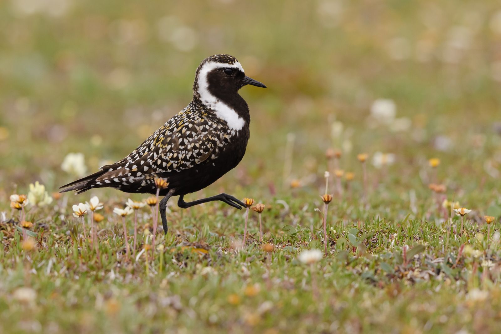 51357619221_a9d155b1c4_oAmerican%20Golden%20Plover%20on%20Arctic%20coastal%20plain%20Lisa%20Hupp.jpg