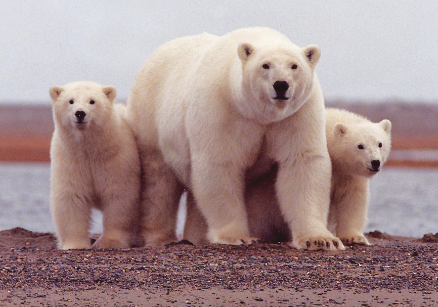 5165301186_3c53bc2ff3_o%20cropped.jpg
