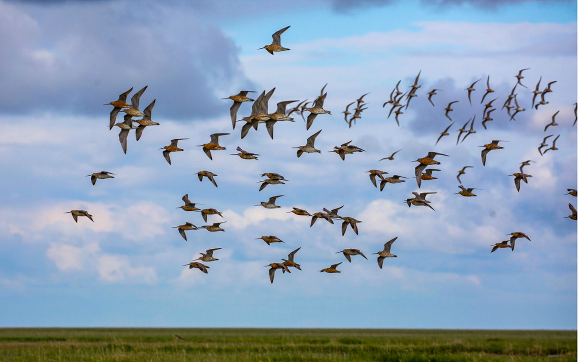 Bar-tailed%20Godwits%20returning%20to%20the%20Delta%20Mark%20Lindberg.png