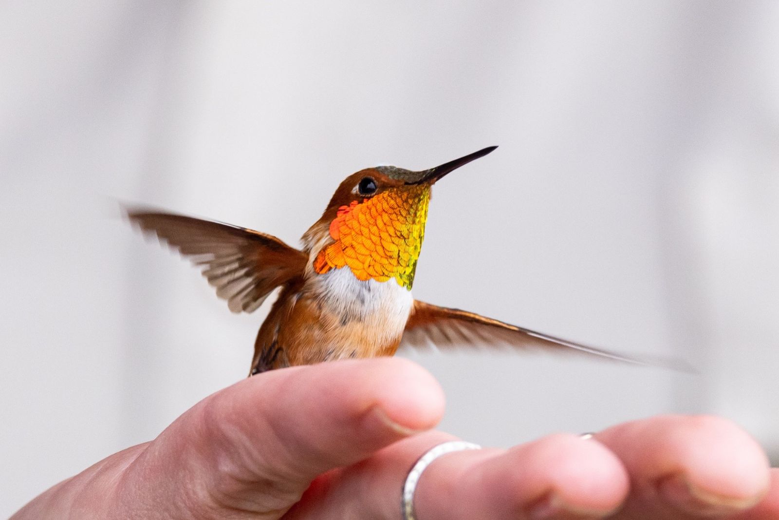 Hummingbird
